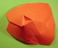 tulipan foldes, 29