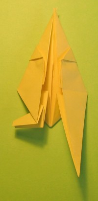 hare foldes, 21