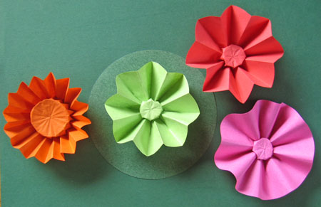 Cirkulære rosetblomster