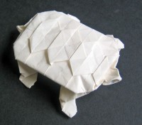 skildpadde med skjold